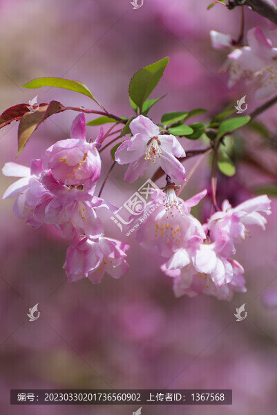 海棠花