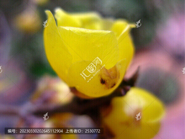 一朵黃臘梅花