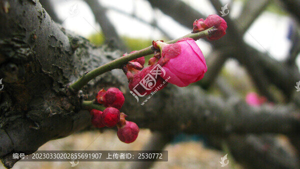 朱砂梅花蕾