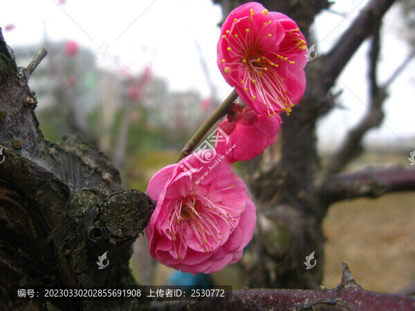 朱砂梅花朵
