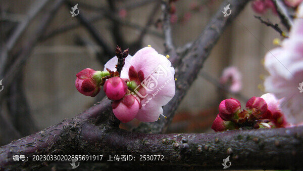 宮粉梅花苞
