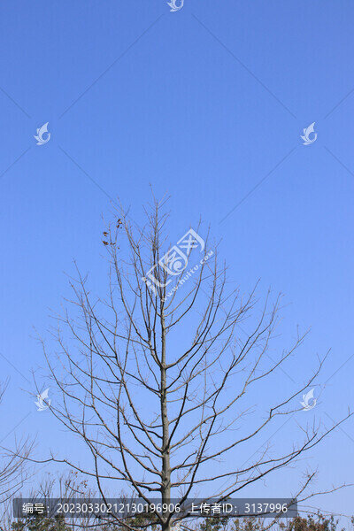 藍(lán)天枯樹