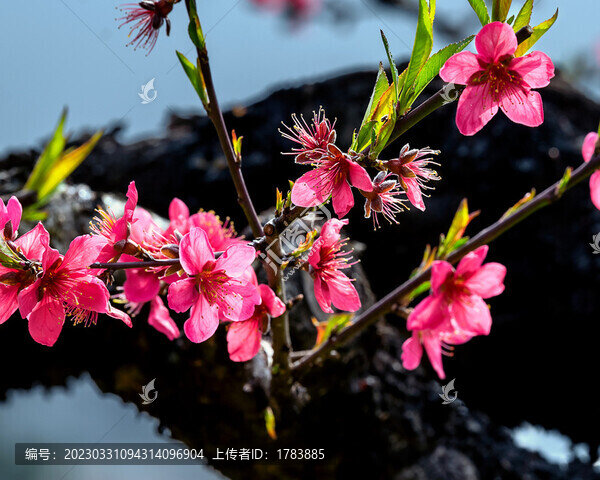 桃花