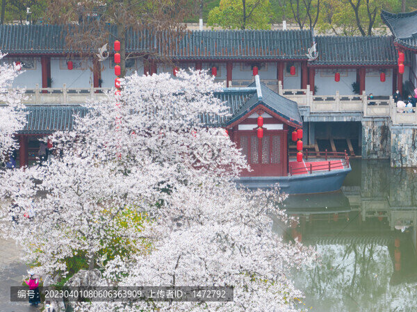 武漢東湖磨山櫻花園春季風(fēng)光