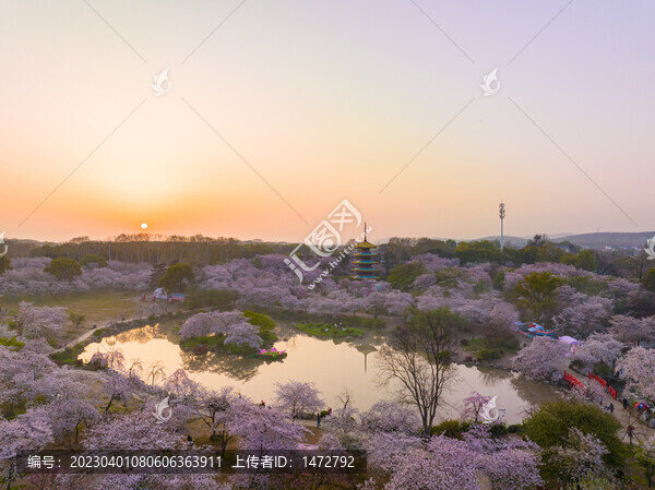 武漢東湖磨山櫻花園春季風(fēng)光