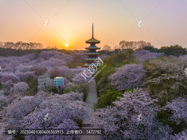 武漢東湖磨山櫻花園春季風(fēng)光