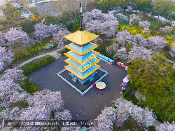 武漢東湖磨山櫻花園春季風(fēng)光