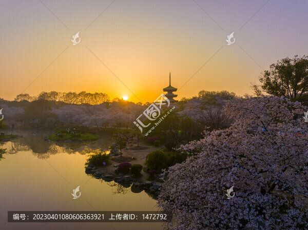 武漢東湖磨山櫻花園春季風光