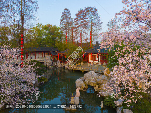 武漢東湖磨山櫻花園春季風光