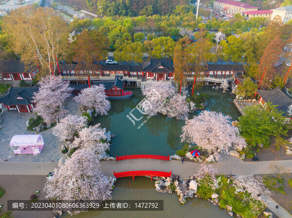 武漢東湖磨山櫻花園春季風光