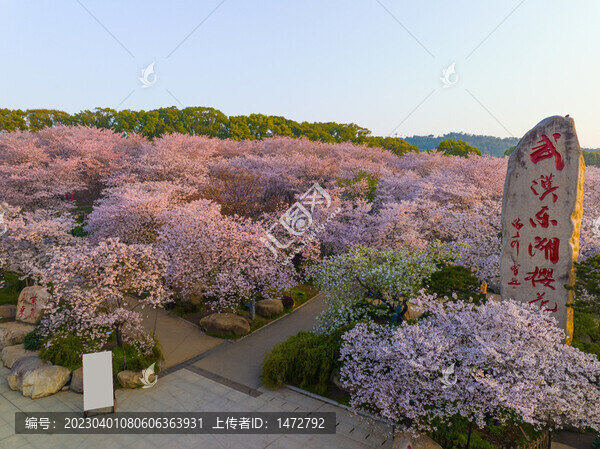 武漢東湖磨山櫻花園春季風(fēng)光