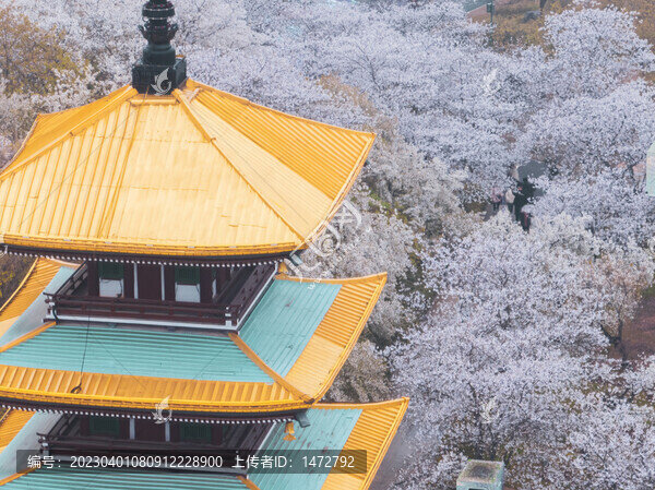 武漢東湖磨山櫻花園春季風(fēng)光