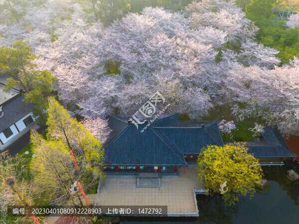 武漢東湖磨山櫻花園春季風光