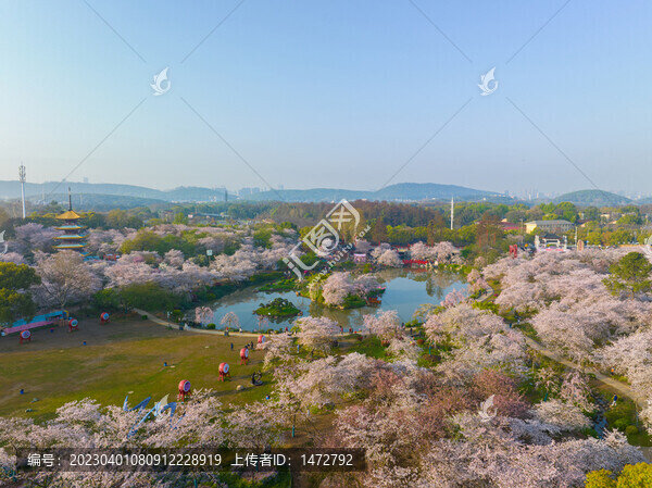 武漢東湖磨山櫻花園春季風光