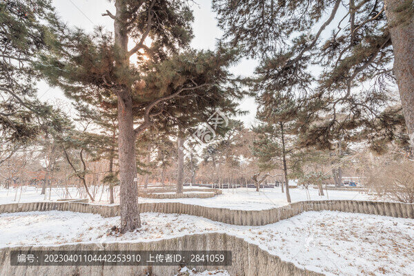 雪后沈陽北陵公園的道路樹林