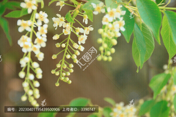 稠李花特寫