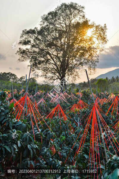 金煌芒果園