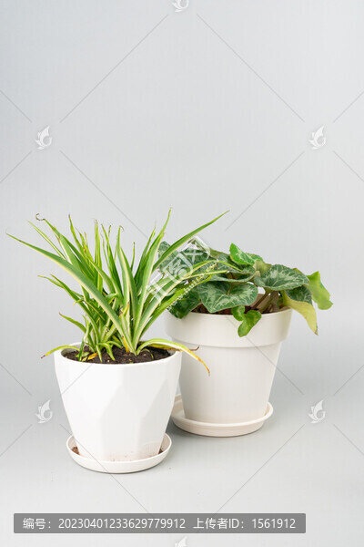 盆栽