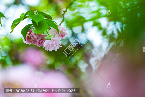 櫻花