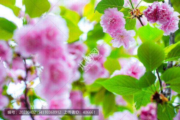 櫻花