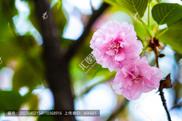 櫻花