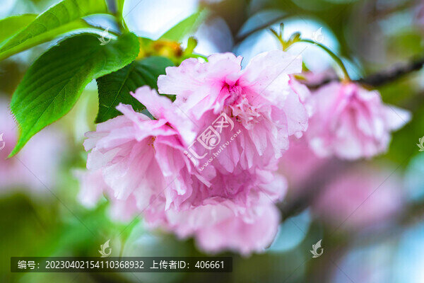櫻花