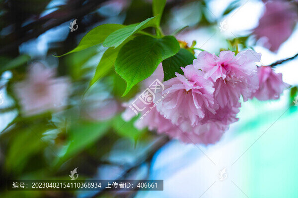 櫻花