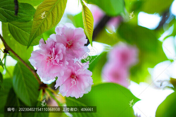 櫻花