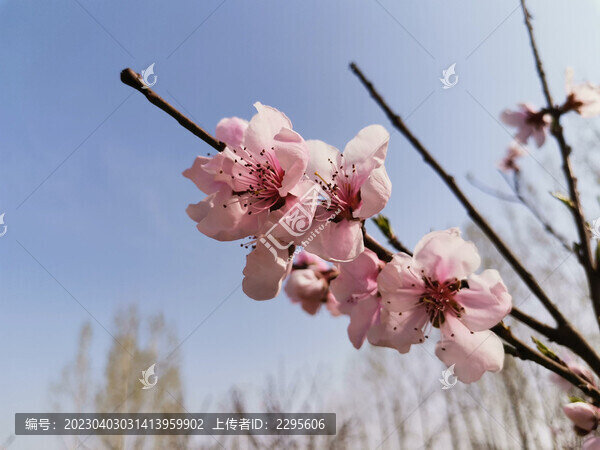 一枝桃花