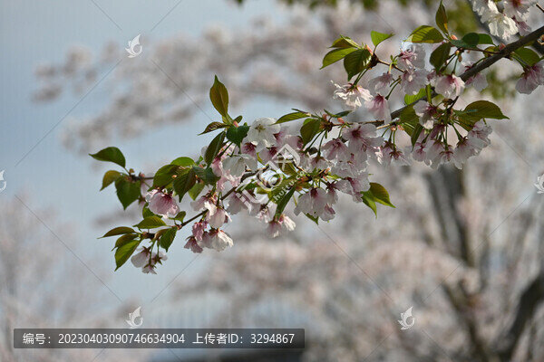 浪漫櫻花