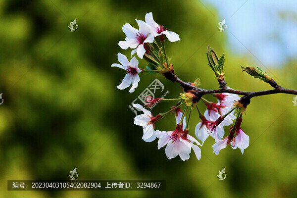 浪漫櫻花