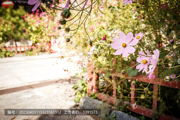一朵小花