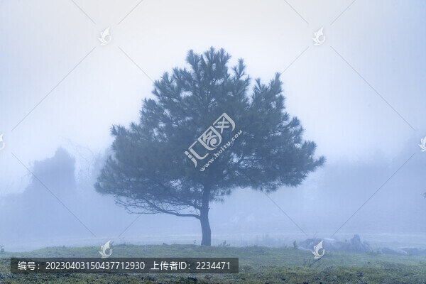 霧里的樹