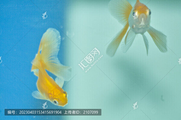 名貴金魚特寫