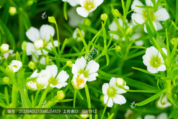 立春唯美小白花