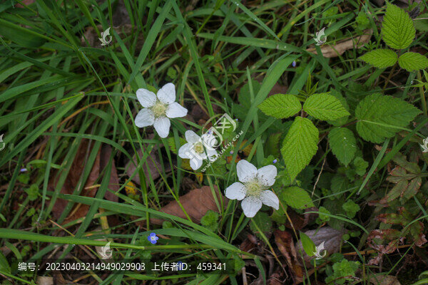 路邊野草