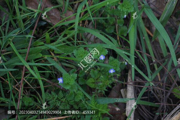 路邊野草