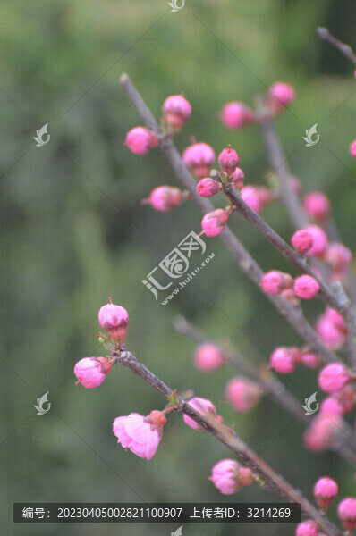 小桃紅花蕾