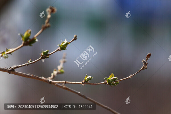 春天的枝芽