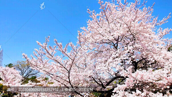 櫻花