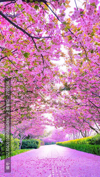 櫻花