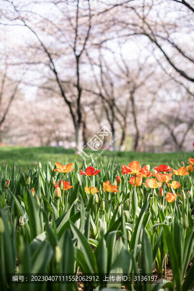 郁金香花田