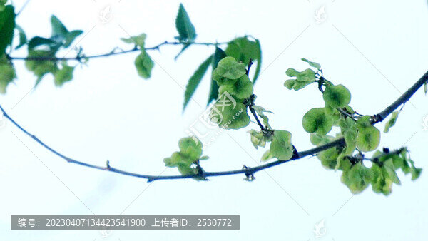 榆樹翅果