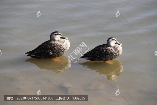 野鴨