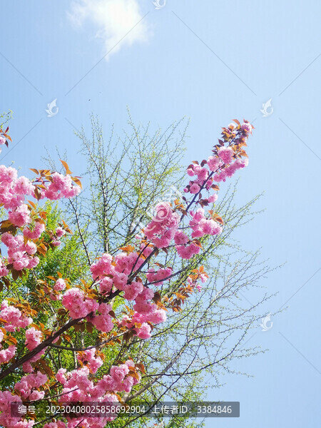 櫻花