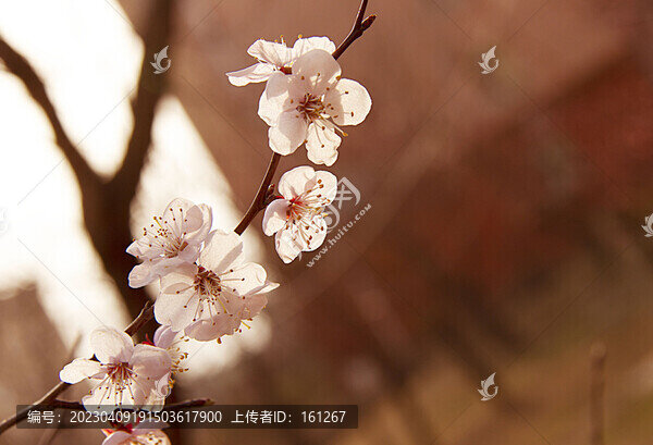 杏花