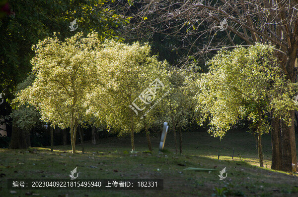 公園綠樹