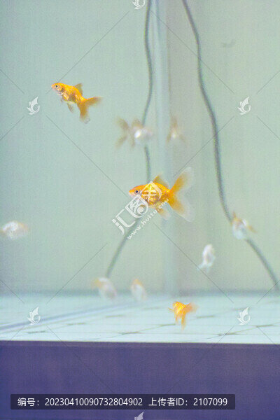 金魚戲水