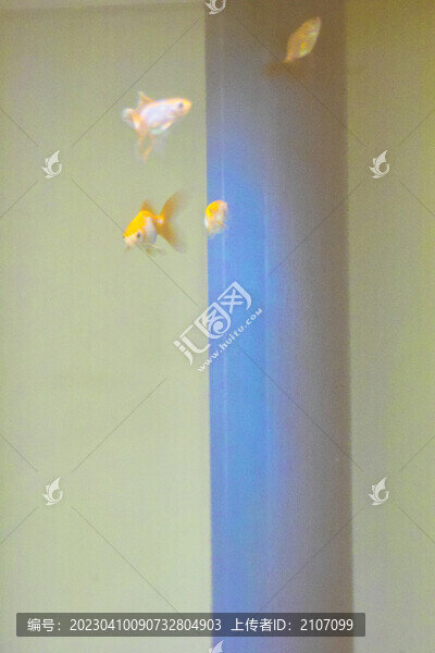 金魚戲水