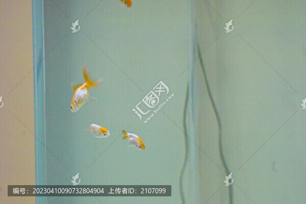 金魚戲水